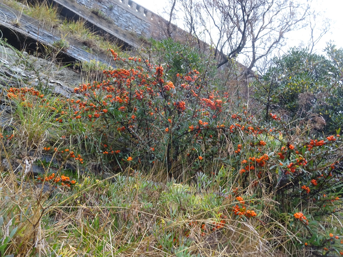 Pyracantha angustifolia (Rosaceae)